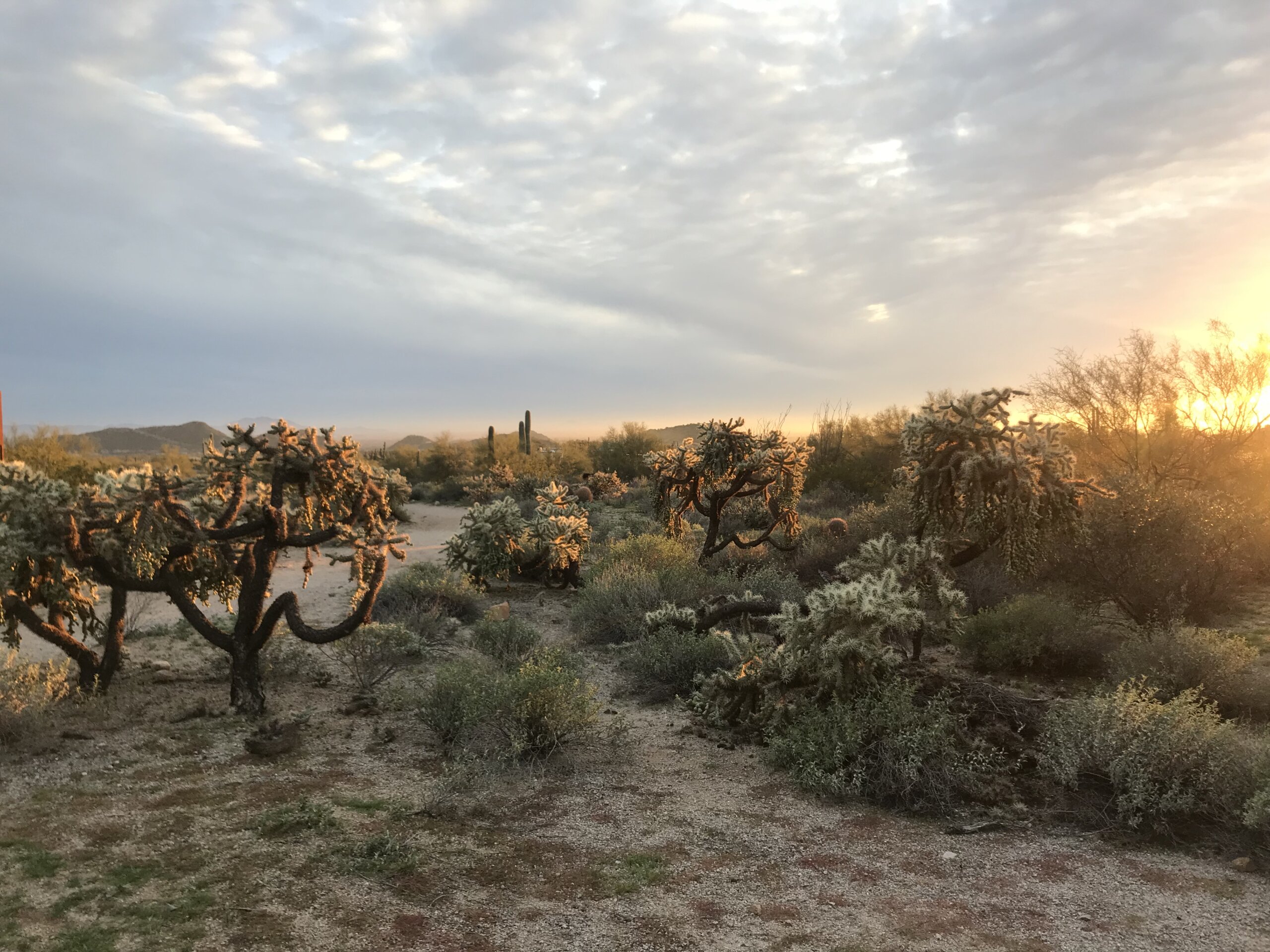 Phoenix desert landscape