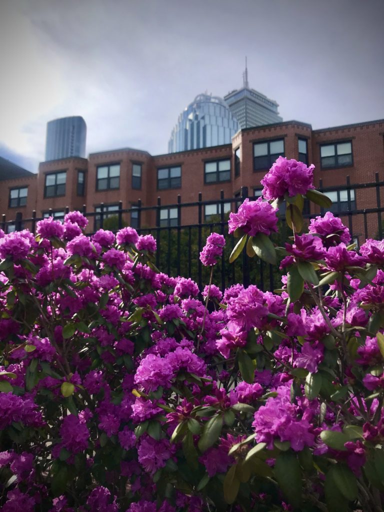 Explore Boston, MA and find hidden gems and the best views. Spring is the perfect time to explore Boston, or your own hometown. Find things to do outside- in nature and in the city. Great view of the Prudential Center in Boston, MA