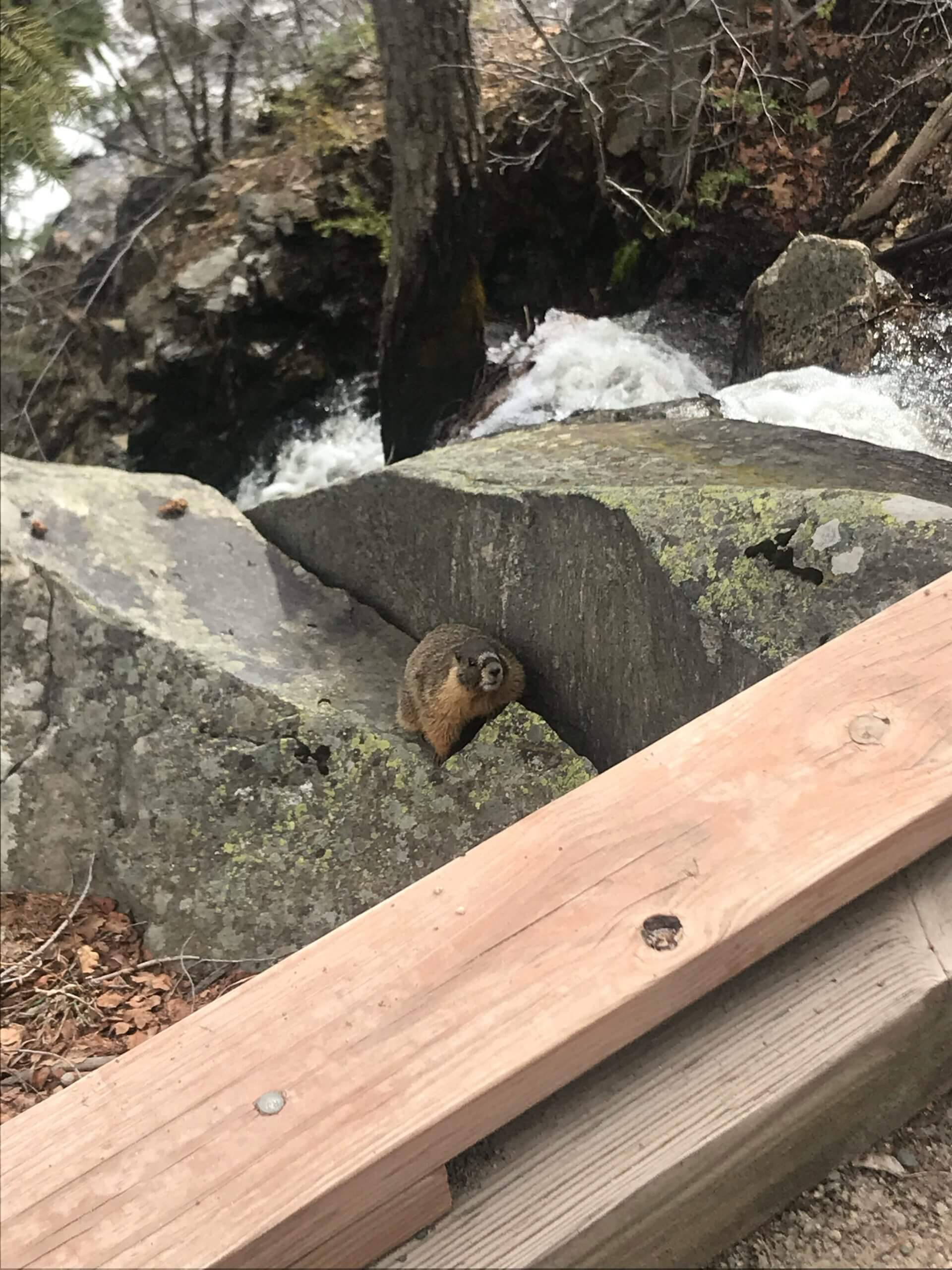 marmot, wildlife, hiking, hiking in colorado, hiking and hot springs trip, colorado, fish creek falls, steamboat springs CO, things to do in steamboat springs, co