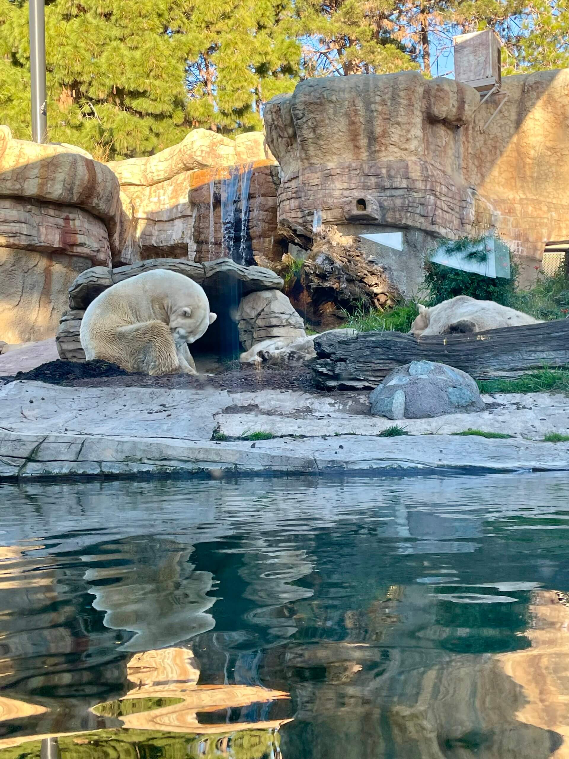 polar bears, zoo, San Diego zoo, are Zoos ethical?, are zoos as bad as seaworld?, are zoos okay?, mixed feelings about zoos, things to do in San Diego, layover in San Diego