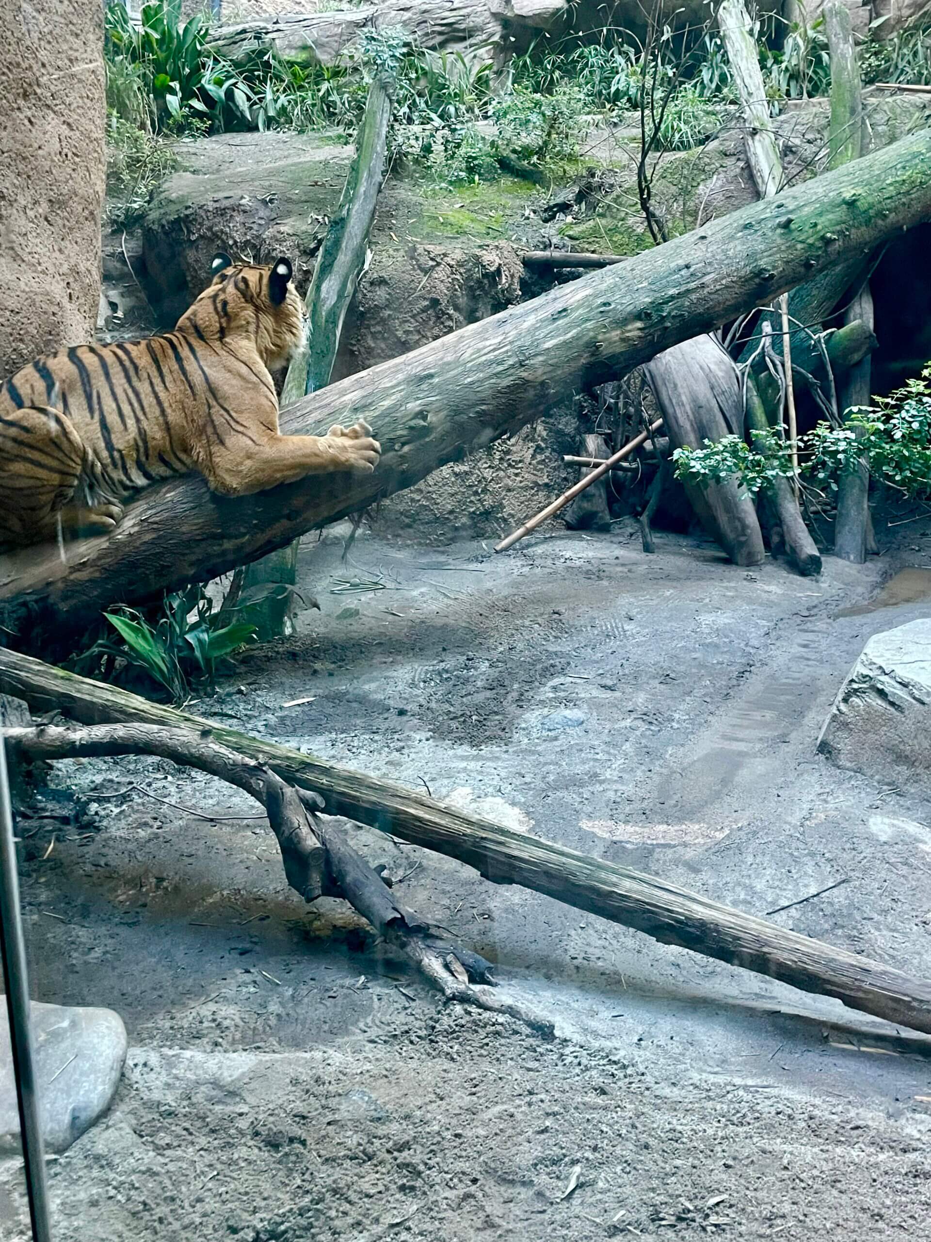 tiger, San Diego Zoo, visiting the San Diego Zoo, are zoos ethical?, are zoos bad?, are zoos as bad as seaworld?, is animal captivity ever okay?