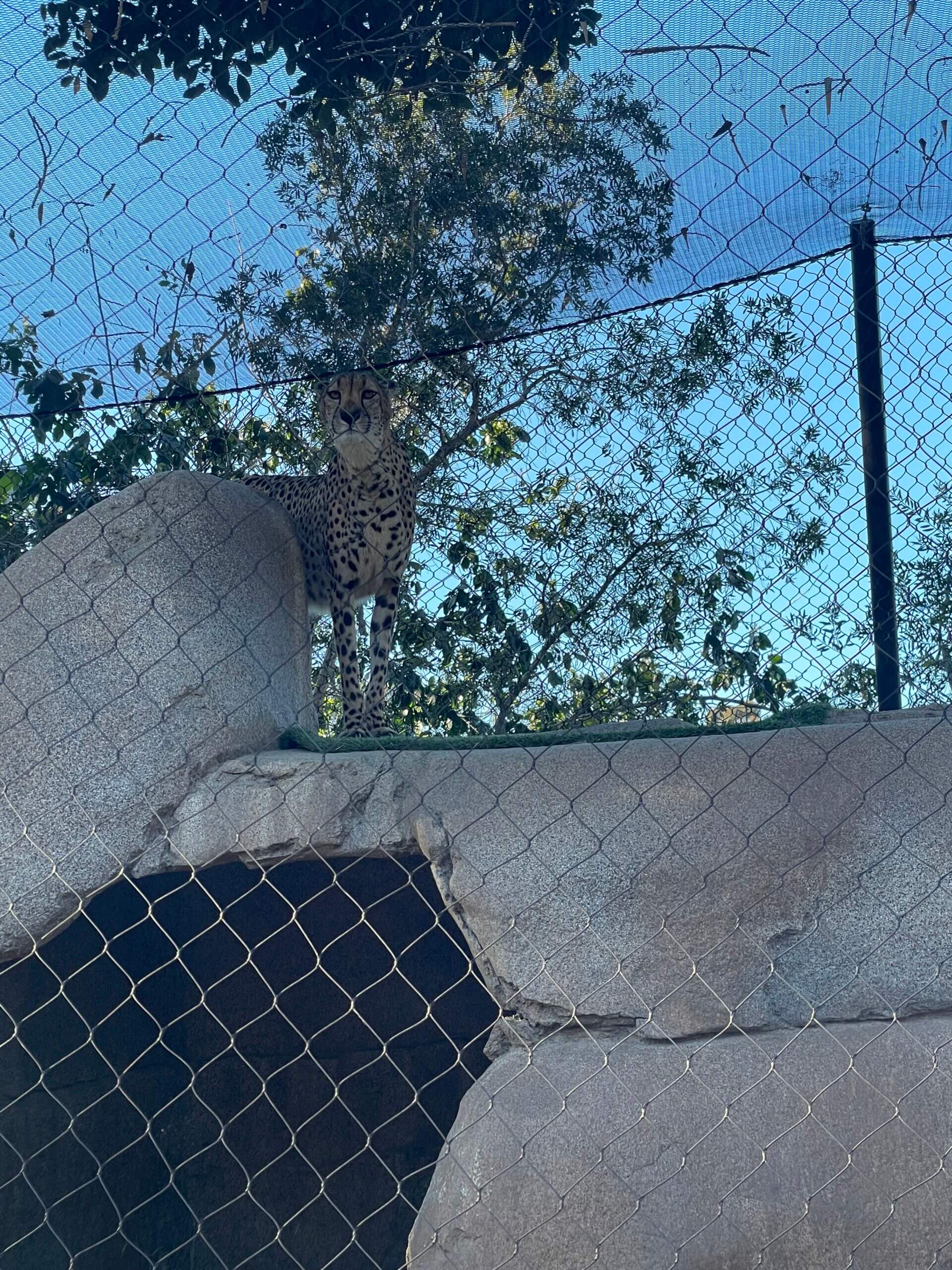 cheetah, San Diego Zoo, zoo, are zoos ethical?, are zoos bad places?, are zoos as bad as seaworld?, mixed feelings about zoos, visiting the san diego zoo, things to do in San Diego, attractions in San Diego