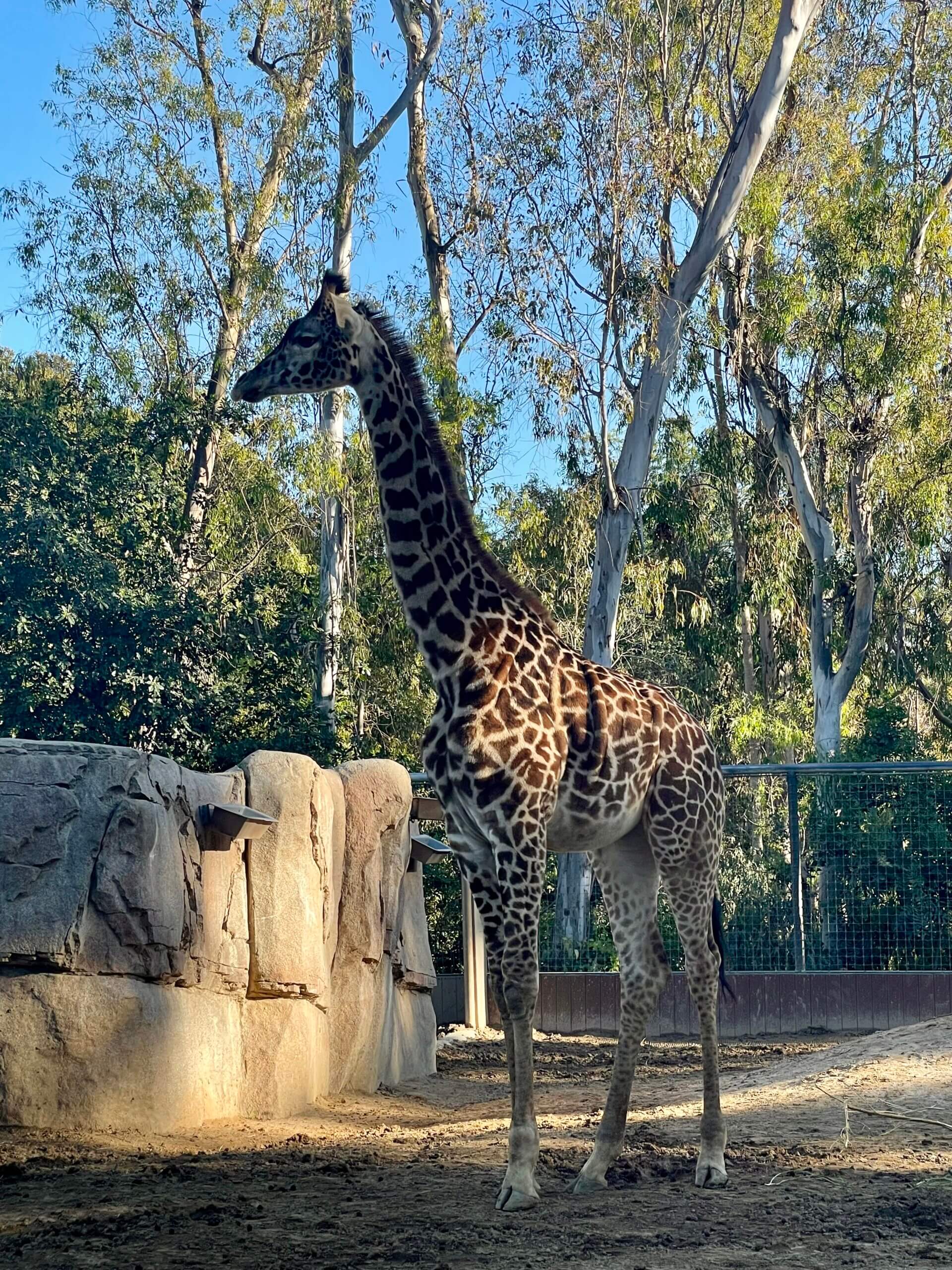 giraffe, San Diego Zoo, trip to the San Diego Zoo, are zoos ethical?, are zoos bad?, are zoos as bad as seaworld?, things to do in San Diego