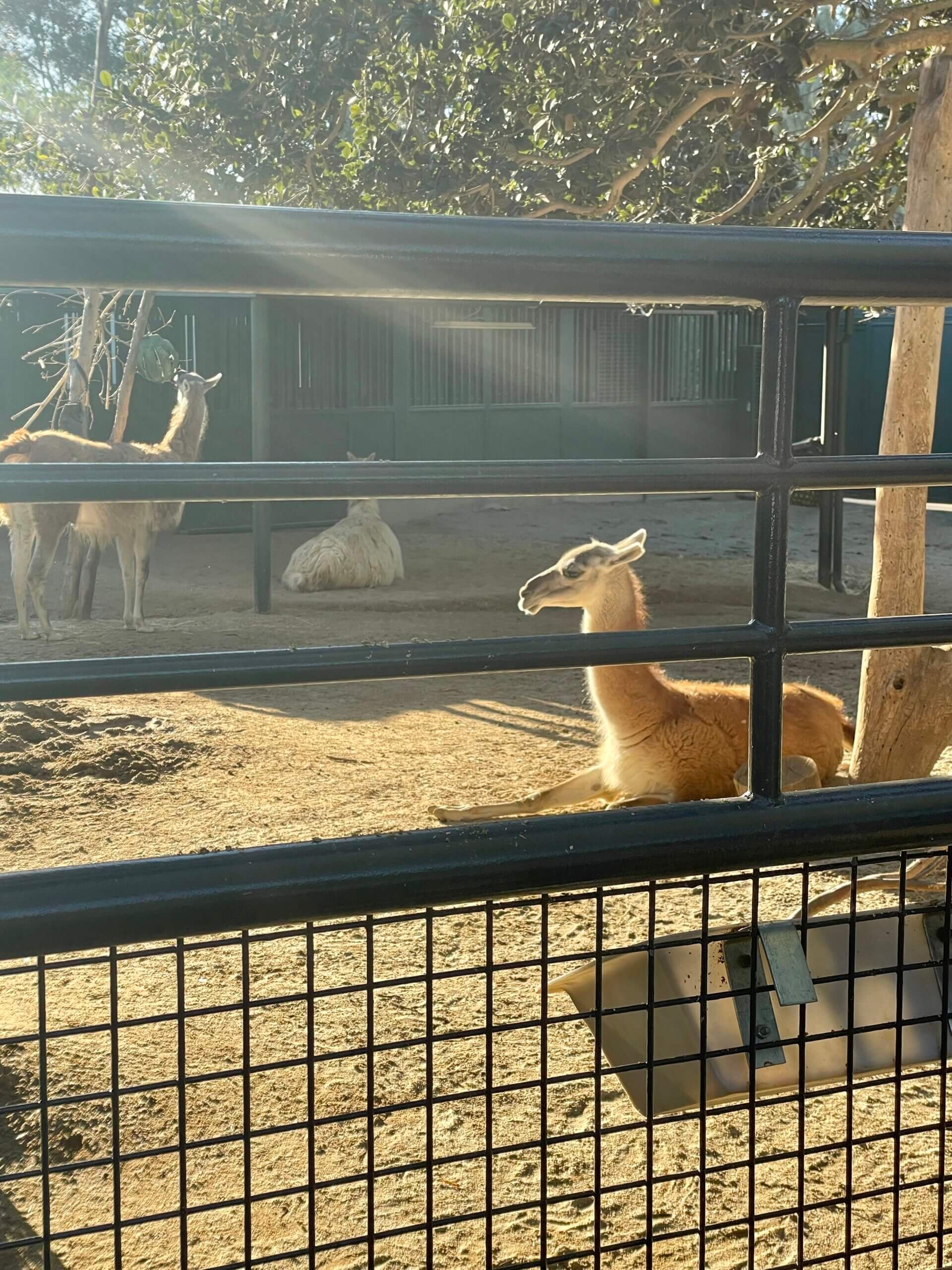 llama, zoo animals, San Diego Zoo, visiting the san diego zoo, are zoos ethical?, are zoos as bad as seaworld?, are zoos okay?, are zoos bad?, mixed feelings on zoos, animals in captivity, San Diego, things to do in san diego, tourist attractions in san diego